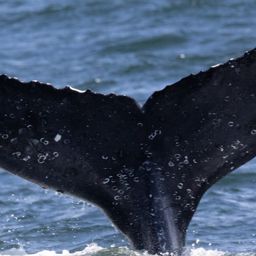 Fluke of HW-MN0804666