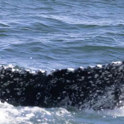 Fluke of HW-MN0804668