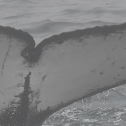 Fluke of HW-MN0804669