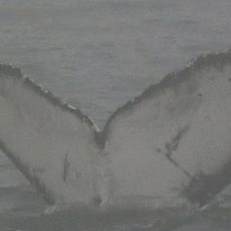 Fluke of HW-MN0804673