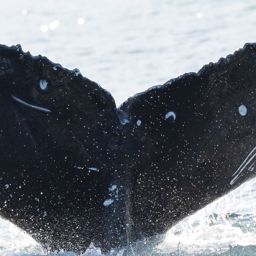 Fluke of HW-MN0804676