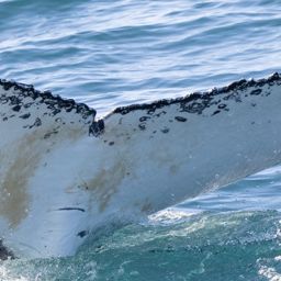 Fluke of HW-MN0804677