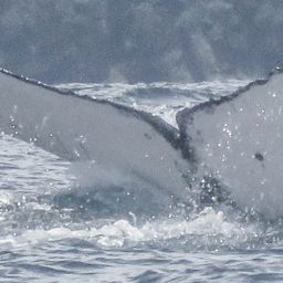 Fluke of HW-MN1300829