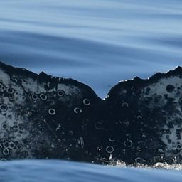 Fluke of HW-MN0804679