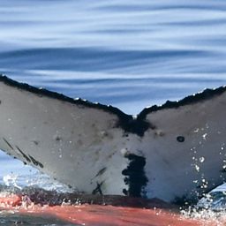 Fluke of HW-MN0804680