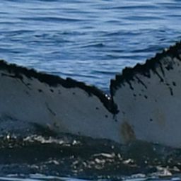 Fluke of HW-MN0804681