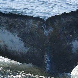 Fluke of HW-MN0804682