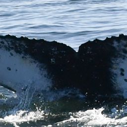 Fluke of HW-MN0804683
