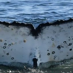 Fluke of HW-MN0804684