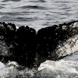 Fluke of CRC-16610