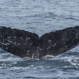 Fluke of CRC-16556