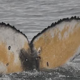 Fluke of HW-MN0804687