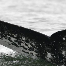 Fluke of HW-MN0804689