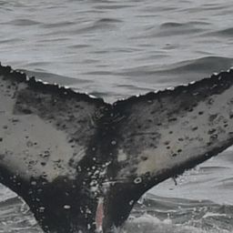 Fluke of HW-MN0804691