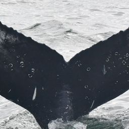 Fluke of HW-MN0804692
