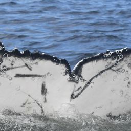Fluke of HW-MN0804696