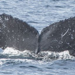 Fluke of CRC-16557