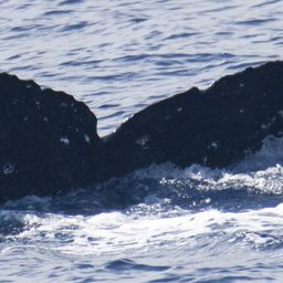 Fluke of HIHWNMS-2024-12-26_G04A01