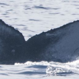Fluke of HIHWNMS-2024-12-26_G03A01