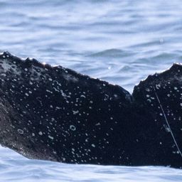 Fluke of HW-MN0804700