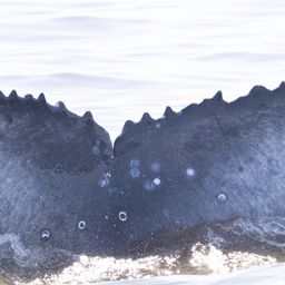 Fluke of HW-MN0804701