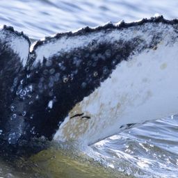 Fluke of HW-MN0804703
