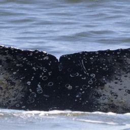 Fluke of HW-MN0804704