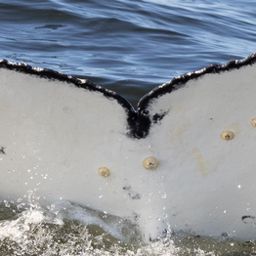 Fluke of HW-MN0804711