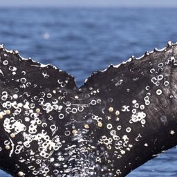 Fluke of HW-MN0804712