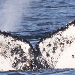 Fluke of HW-MN0804716