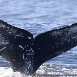 Fluke of HW-MN0804719