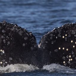 Fluke of HW-MN0804721