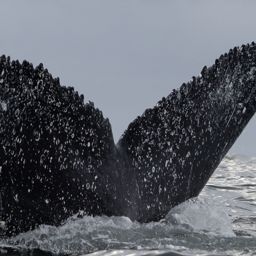 Fluke of HW-MN0804722