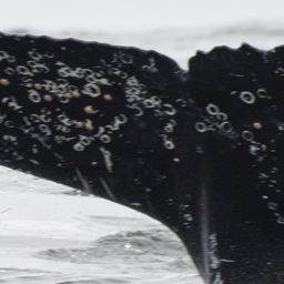 Fluke of HW-MN0804726