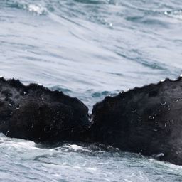 Fluke of HW-MN0804731