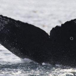 Fluke of CRC-16569