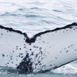 Fluke of HW-MN0804733