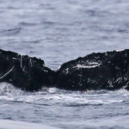 Fluke of HW-MN0440315