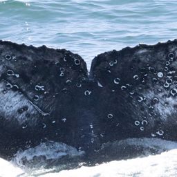 Fluke of HW-MN0804739