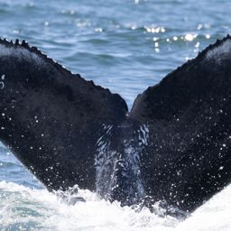 Fluke of HW-MN0804741
