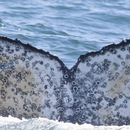 Fluke of HW-MN0804743
