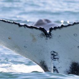 Fluke of HW-MN0804745