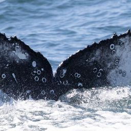 Fluke of HW-MN0804748