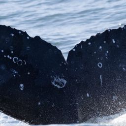 Fluke of HW-MN0804751