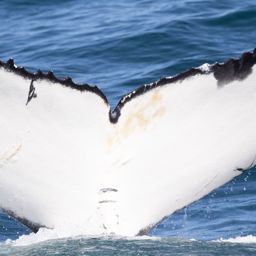 Fluke of HW-MN0804753