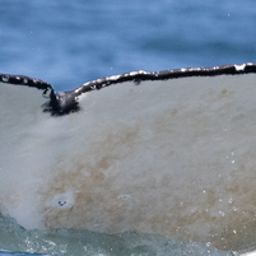 Fluke of HW-MN0804754