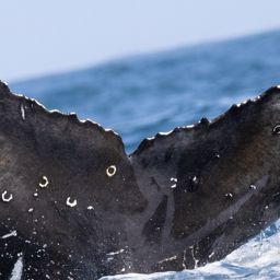 Fluke of HW-MN0804755