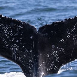 Fluke of HW-MN0804758