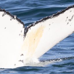 Fluke of HW-MN0804760