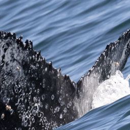 Fluke of HW-MN0804761